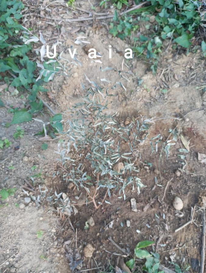Pousada 5 Cachoeiras Убатуба Екстериор снимка
